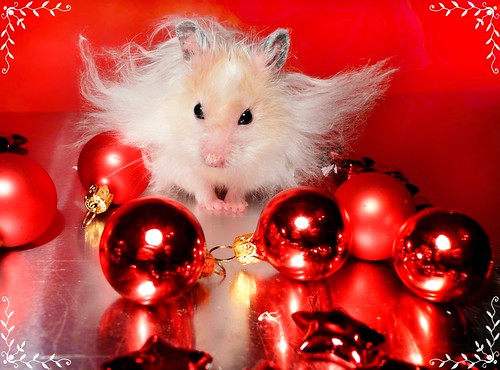 "Go away, stupid Christmas..." ~ Piórko