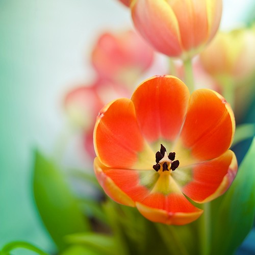 Gratis Unduh Gambar Beautiful Floral Photography By Mandy Disher 121clicks Gambar Gratis Terkeren by Lampung Hits