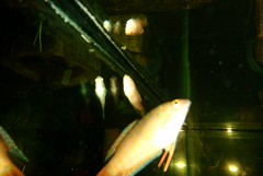 090408_Unterwasser_00006
