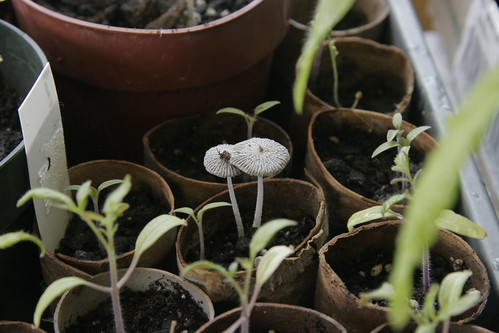 mushroom in with the seedlings