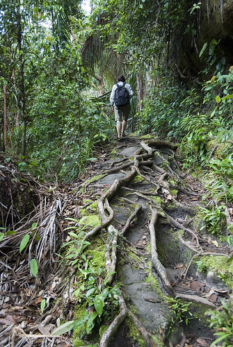 Jungle Tracking