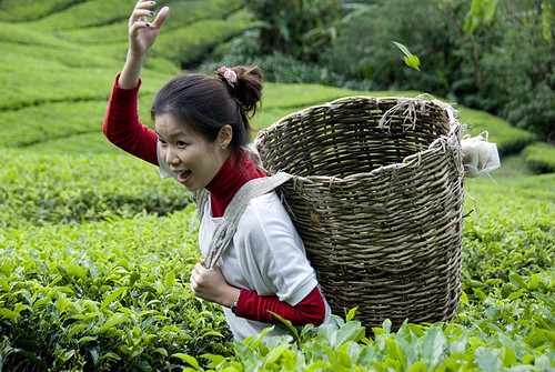 Sherrina plucking tea leaf