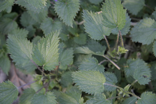 stinging nettle