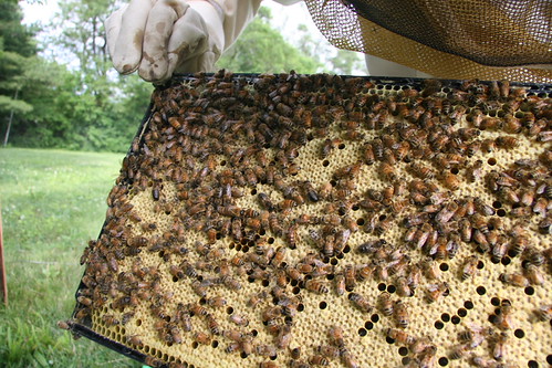 Queen bee spotted (green dot)
