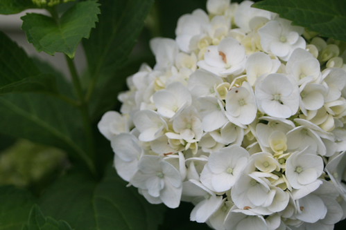 Hydrangeas