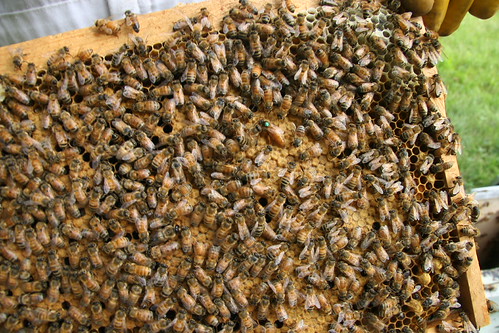 Queen bee 2 (green dot)