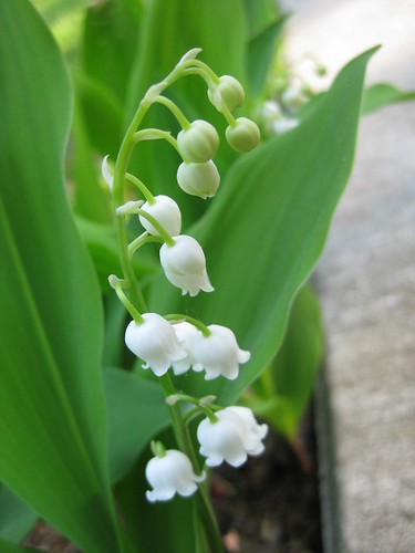 Lily of the Valley