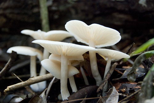 My Favourite Mushrooms