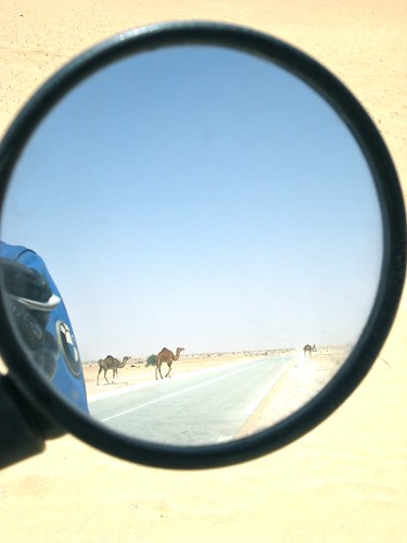 Mind The Camels
