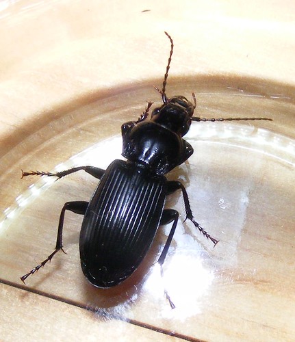 Identification insecte rampant (cafard ?) - notre-planete.info