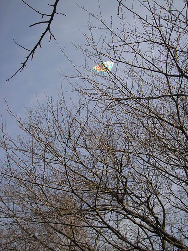 wontfly