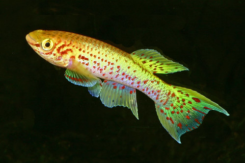 Fundulopanchax Gardneri Lafia Gold
