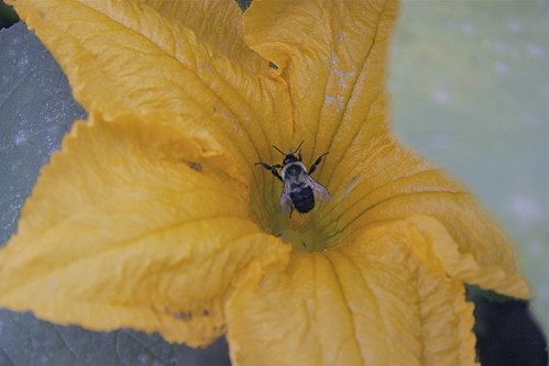 pumpkin blossoms with bee