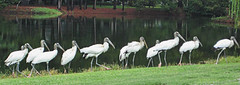 Wood Storks
