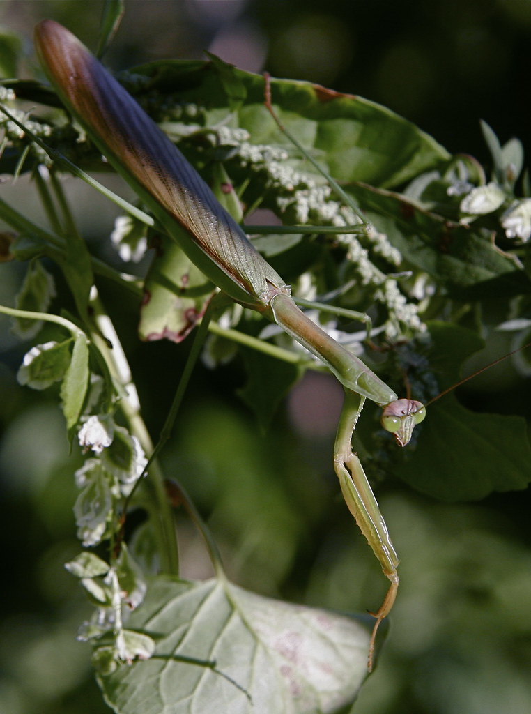 praying mantis full