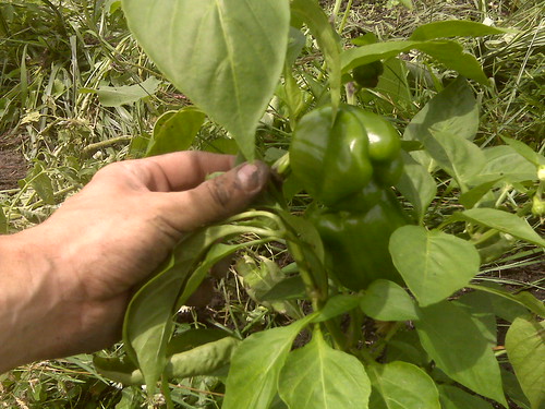 Some cute peppers