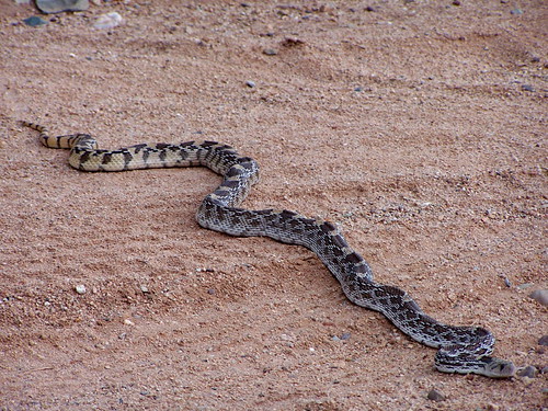 Snake in the road