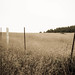 20090807-IMG_8139