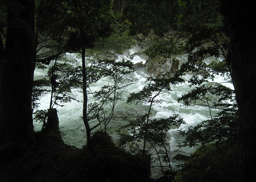 Rivers and Trees