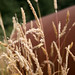 20090807-IMG_8107