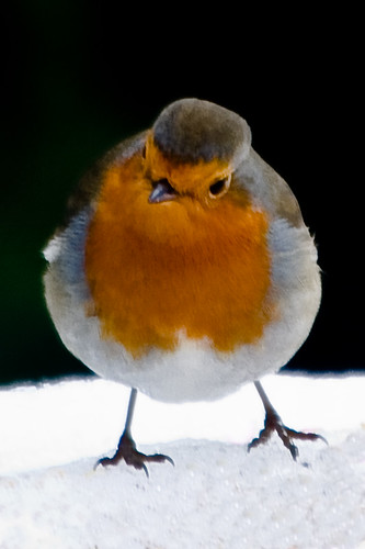 Robin by Darrellh2000