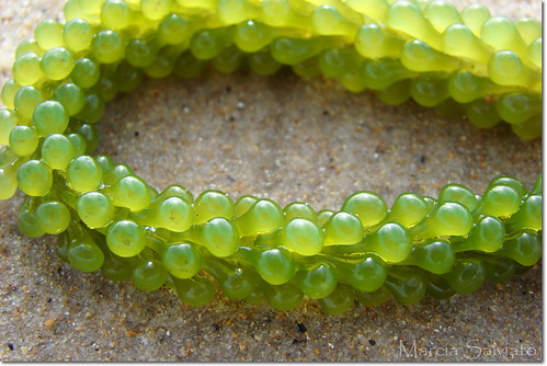 Green Grape Algae - Caulerpa uva