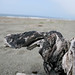 20090807-IMG_8055