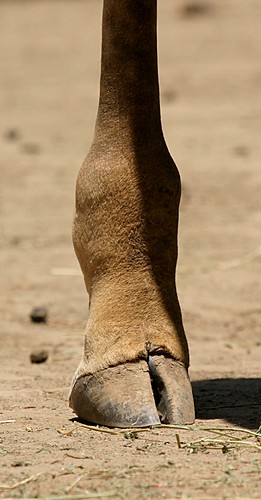 Masai_Giraffe_right-rear_foot