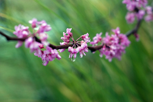Red Bud Bokeh