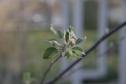 Apple buds blossom