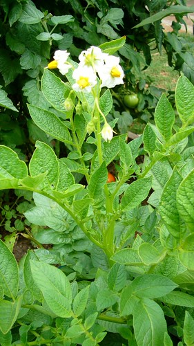 Potatoes flowering, 5/26/09