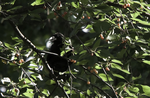 crow in cherry tree