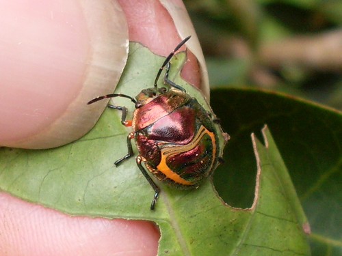 Wheedle Bug Life Cycle | gracestories
