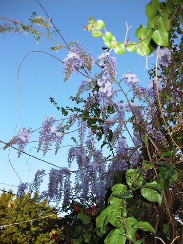 Wisteria Close