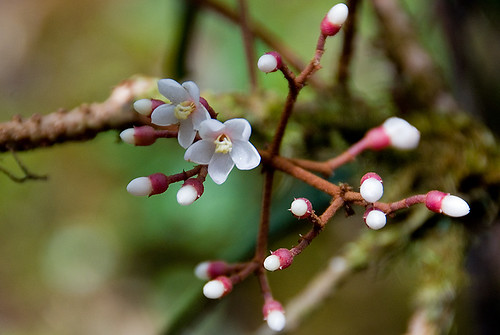 Blossoms