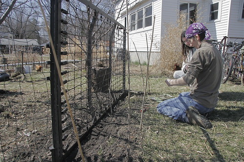 Ronna works on the pea and lettuce bed.
