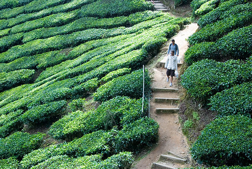 Walking through the tea plantation