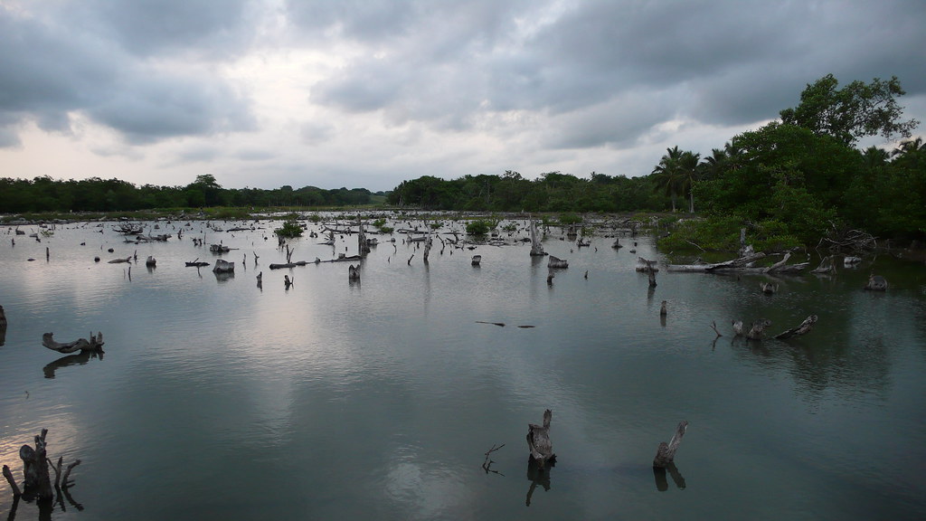 649manglarNorteRincon