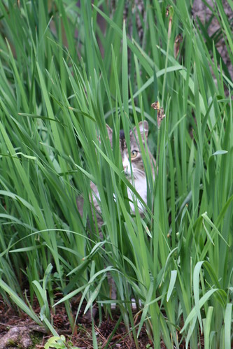 Hobbes in tall grass