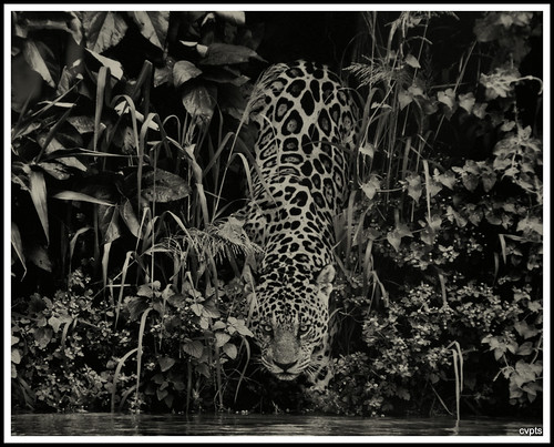 sebastião salgado - pedaços