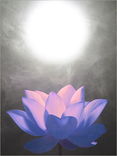Lotus by Brahman Farzad Lotus