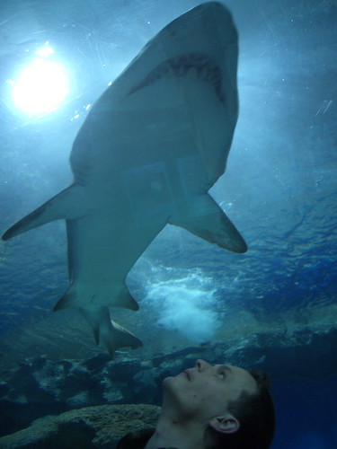 Shark!