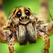 Portrait of a Wolf Spider in the Hogna Genus