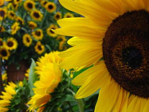 Orquideas, pajaros y flores . Medellin - 2009