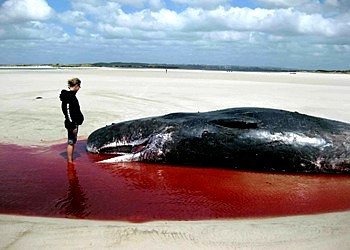 Whale Tasmania