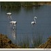 Greater flamingos, Kutch