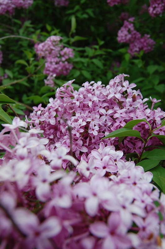 lilacs 2013 (1)