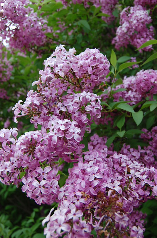 lilacs 2013 (3)