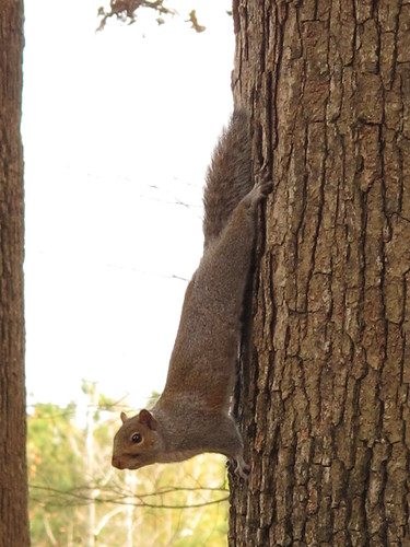 Trees, and a Squirrel by Rosa Blue