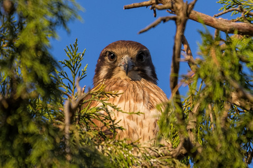 Brown Falcon 2013-09-12 (_MG_1886)